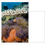 Pink Anemeonefish Peering from Tenticles of Magnificent Sea Anemone by Anonymous