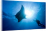 Pacific Manta and Scuba Diver by Anonymous