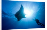 Pacific Manta and Scuba Diver by Anonymous
