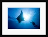 Pacific Manta and Scuba Diver by Anonymous