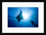 Pacific Manta and Scuba Diver by Anonymous