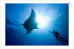 Pacific Manta and Scuba Diver by Anonymous