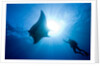 Pacific Manta and Scuba Diver by Anonymous