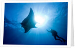 Pacific Manta and Scuba Diver by Anonymous