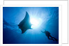Pacific Manta and Scuba Diver by Anonymous