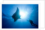 Pacific Manta and Scuba Diver by Anonymous