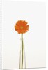 Gerbera Daisy by Anonymous