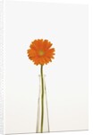 Gerbera Daisy by Anonymous