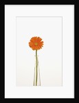Gerbera Daisy by Anonymous
