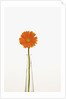 Gerbera Daisy by Anonymous