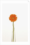 Gerbera Daisy by Anonymous