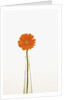Gerbera Daisy by Anonymous