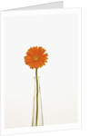 Gerbera Daisy by Anonymous
