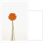 Gerbera Daisy by Anonymous