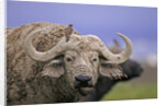 Dirty Buffalo by Anonymous