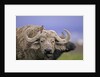 Dirty Buffalo by Anonymous