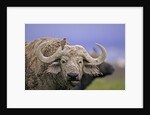Dirty Buffalo by Anonymous