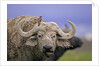 Dirty Buffalo by Anonymous