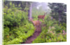 Deer on Trail in Mount Rainier National Park by Anonymous