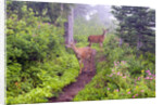 Deer on Trail in Mount Rainier National Park by Anonymous