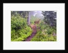 Deer on Trail in Mount Rainier National Park by Anonymous