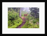 Deer on Trail in Mount Rainier National Park by Anonymous