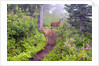 Deer on Trail in Mount Rainier National Park by Anonymous