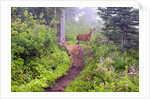 Deer on Trail in Mount Rainier National Park by Anonymous