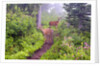 Deer on Trail in Mount Rainier National Park by Anonymous