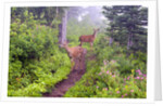 Deer on Trail in Mount Rainier National Park by Anonymous