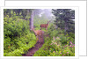 Deer on Trail in Mount Rainier National Park by Anonymous