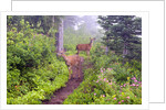 Deer on Trail in Mount Rainier National Park by Anonymous