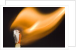 Match on Fire by Anonymous