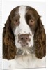 Springer Spaniel by Anonymous