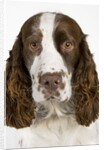 Springer Spaniel by Anonymous