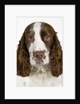 Springer Spaniel by Anonymous