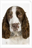 Springer Spaniel by Anonymous