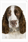 Springer Spaniel by Anonymous