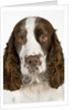 Springer Spaniel by Anonymous