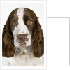 Springer Spaniel by Anonymous