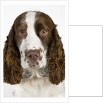 Springer Spaniel by Anonymous