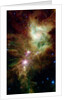 Section of the Christmas Tree Cluster by Anonymous