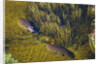 Aerial View of Hippopotamuses by Anonymous