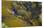 Aerial View of Hippopotamuses by Anonymous
