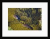 Aerial View of Hippopotamuses by Anonymous