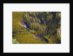 Aerial View of Hippopotamuses by Anonymous