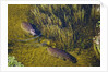 Aerial View of Hippopotamuses by Anonymous
