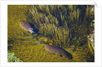Aerial View of Hippopotamuses by Anonymous
