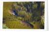 Aerial View of Hippopotamuses by Anonymous