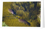 Aerial View of Hippopotamuses by Anonymous